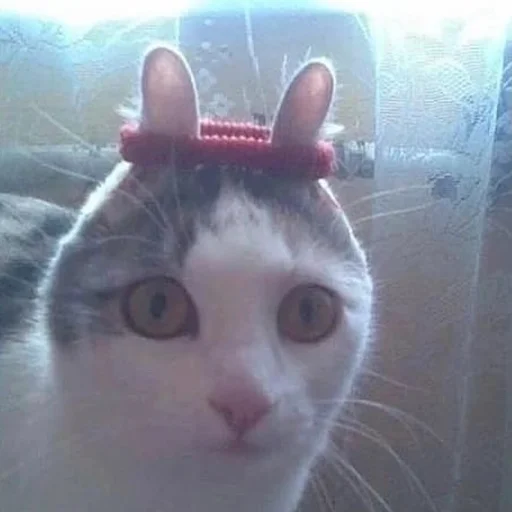 Стикер matcats - 1