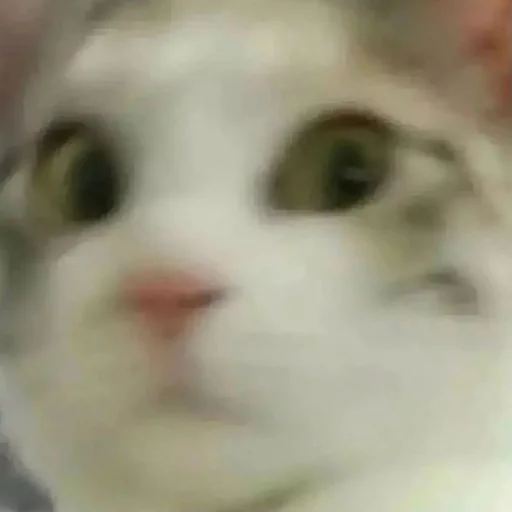 Стикер matcats - 1