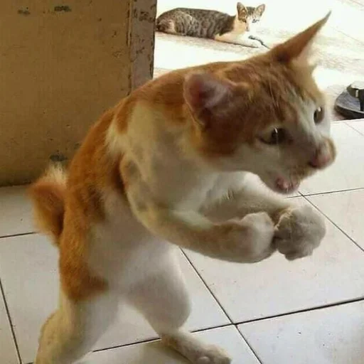 Стикер matcats - 1