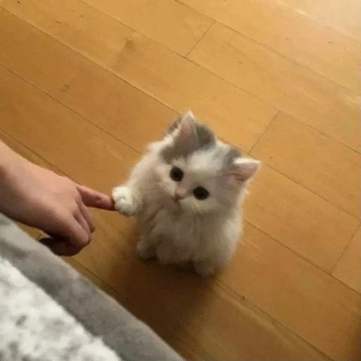 Стикер matcats - 1