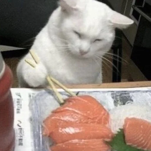 Стикер matcats - 1