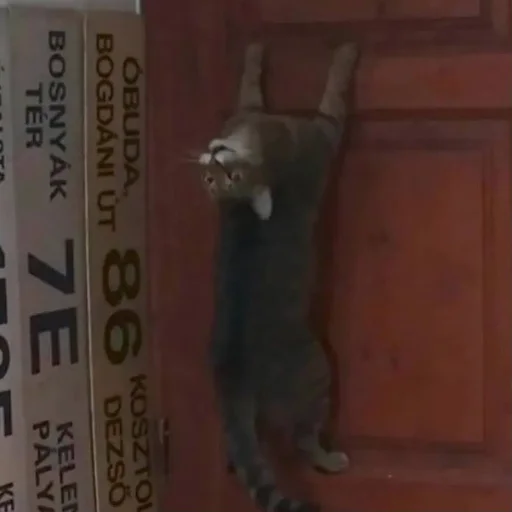 Стикер matcats - 1