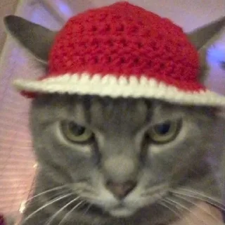 Sticker Коты нахуй - 0