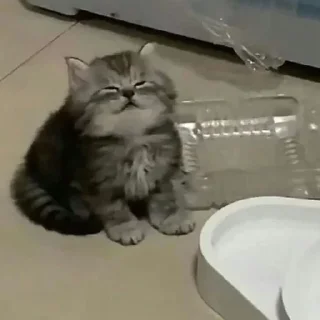 Sticker Коты нахуй - 11