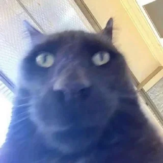 Sticker Коты нахуй - 4