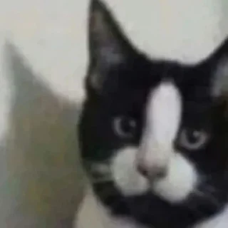 Sticker Коты нахуй - 6