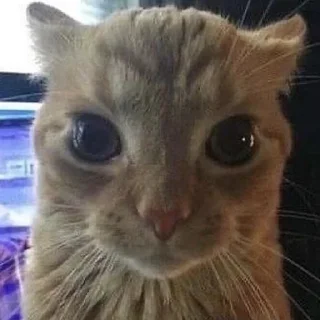 Sticker Коты нахуй - 2