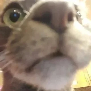 Sticker Коты нахуй - 7