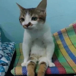 Sticker Коты нахуй - 10