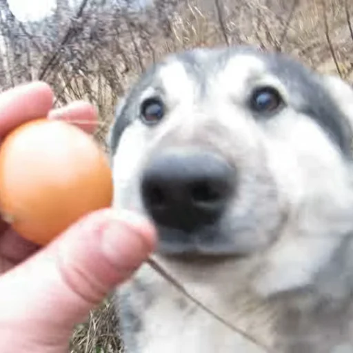 Sticker matebalzhoska - 1