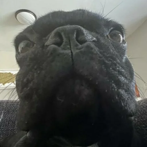 Стикер matebalzhoska - 1