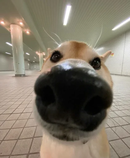 Стикер matebalzhoska - 1