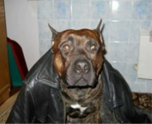 Sticker matebalzhoska - 1