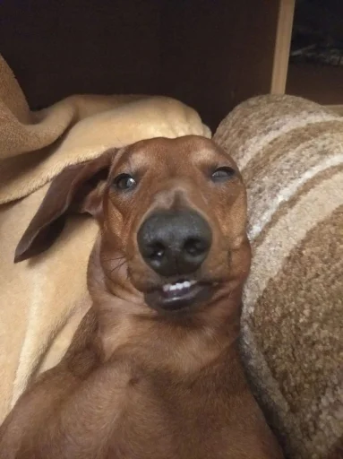 Sticker matebalzhoska - 1