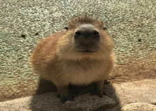 Sticker matebalzhoska - 1