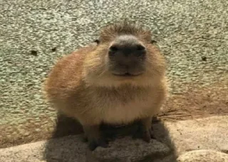 Стикер Матье балл - 3