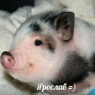 Стикер Матье балл - 9