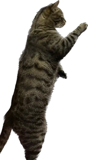 Sticker mats8kris - 1