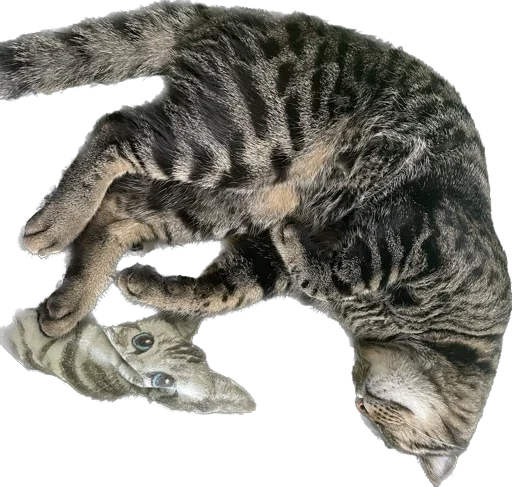 Sticker mats8kris - 1