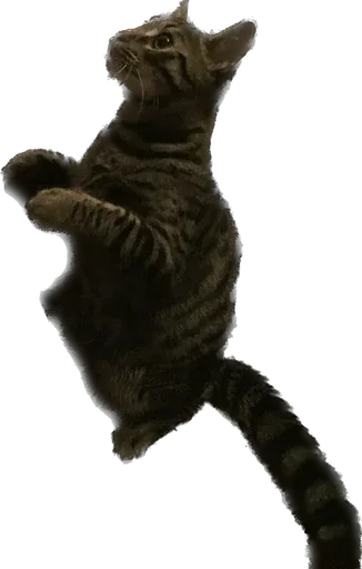 Sticker mats8kris - 1