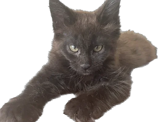 Стикер mats8kris - 1