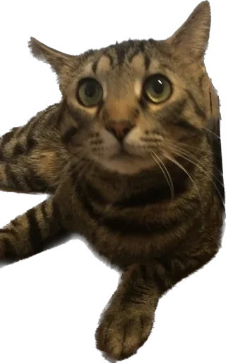 Sticker mats8kris - 1