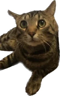 Стикер meow - 2