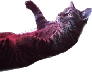 Стикер meow - 1