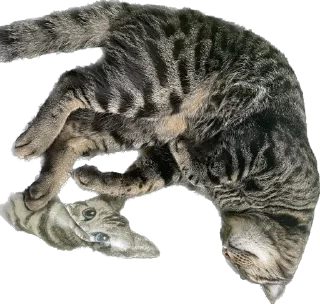 Стикер meow - 8