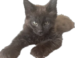 Стикер meow - 6