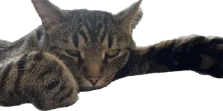 Стикер meow - 3