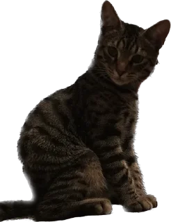 Стикер meow - 4