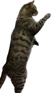 Стикер meow - 9