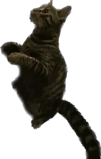 Стикер meow - 7