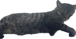 Стикер meow - 11