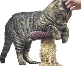 Стикер meow - 10