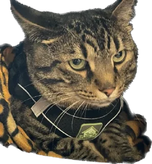 Стикер meow - 5