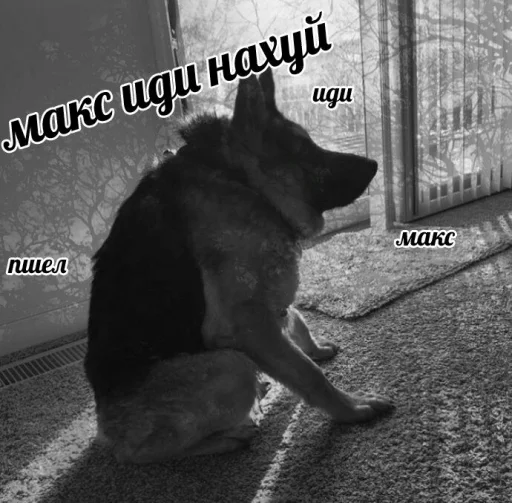 Макс, иди нахуй - СМС