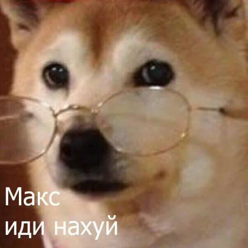 домашнее животное порода собак млекопитающее