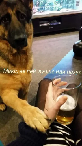 домашнее животное порода собак пить