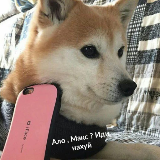 животное домашнее животное СМС