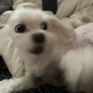 Стикер ✨maya core ✨ - 4