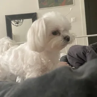 Стикер ✨maya core ✨ - 6