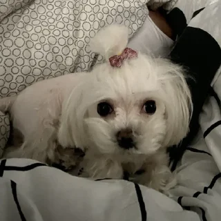 Стикер ✨maya core ✨ - 2