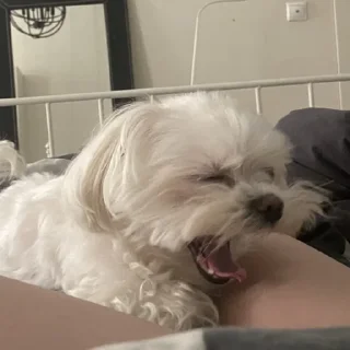 Стикер ✨maya core ✨ - 11