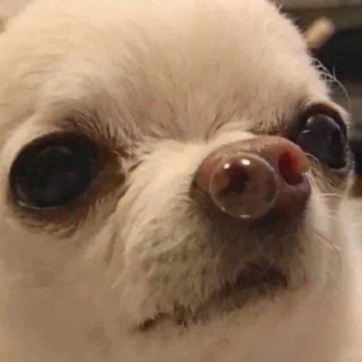 pet mammal dog breed