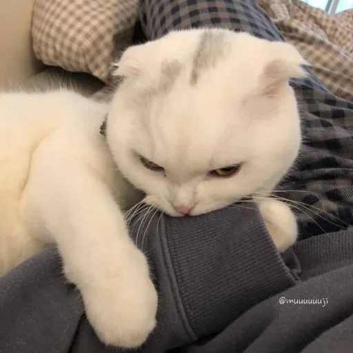 small to medium-sized cats felidae indoor