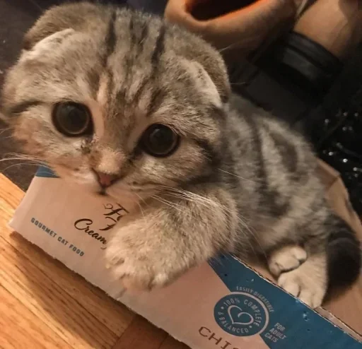 small to medium-sized cats felidae mammal