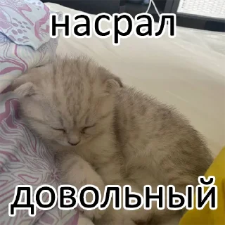 Стикер ГубкО - 7