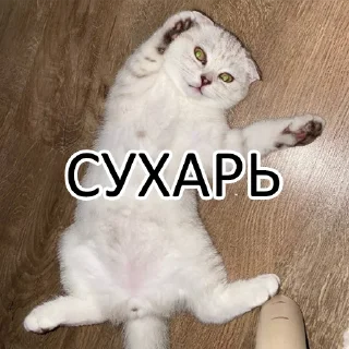 Стикер ГубкО - 6